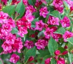 Weigelie 'Bristol Ruby'