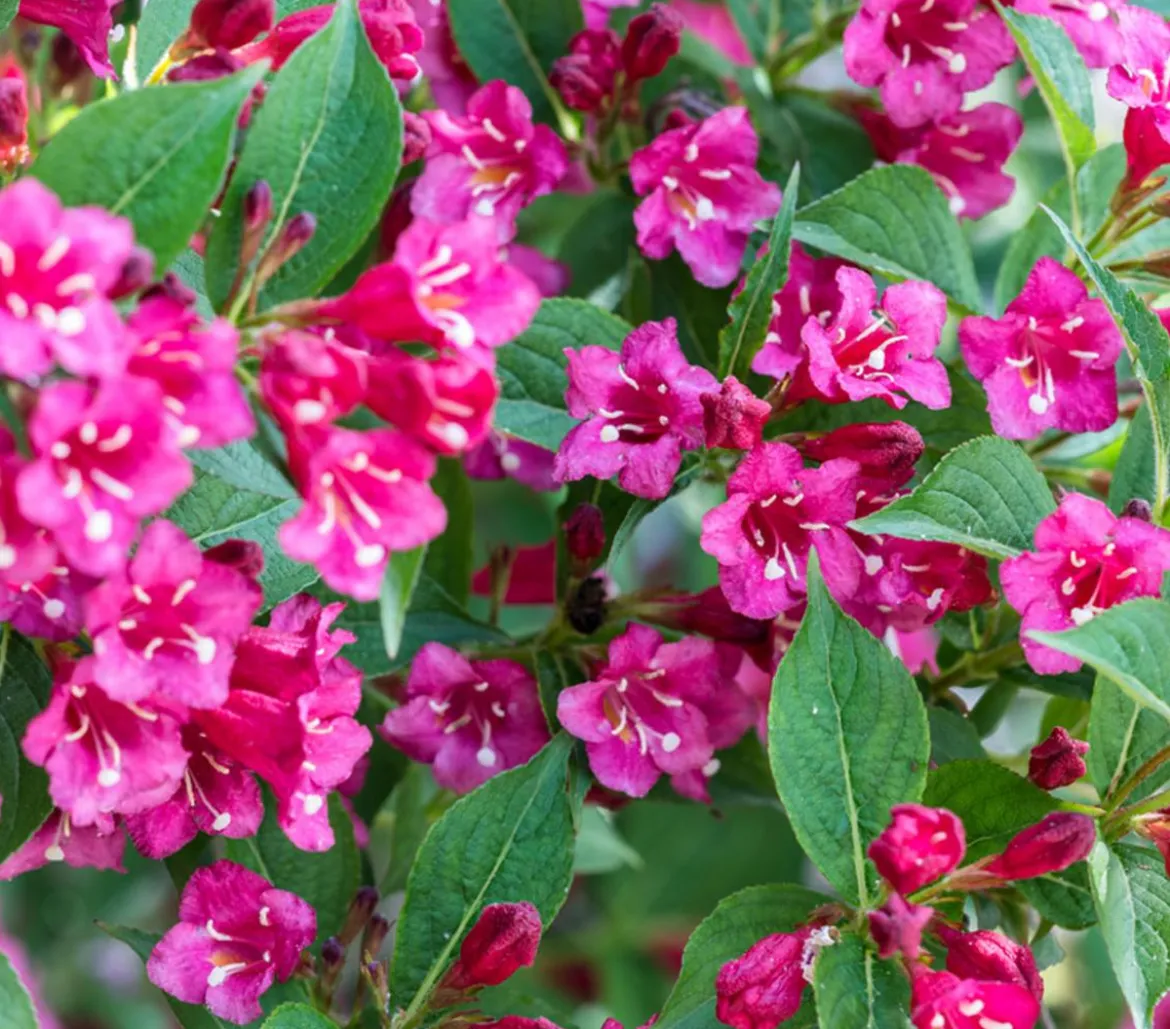 Weigelie 'Bristol Ruby'