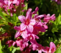 Weigelie 'Picobella'