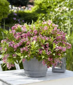 Weigelie 'Picobella'