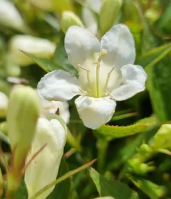 Weigelie 'Picobella'