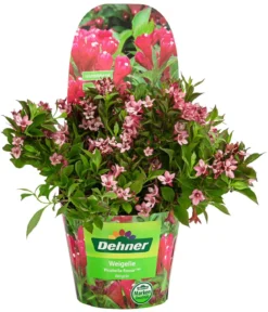 Weigelie 'Picobella'