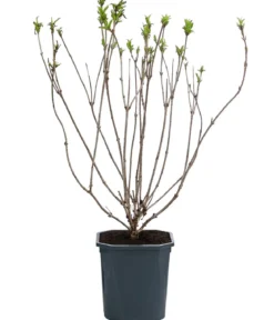 Weigelie 'Red Prince'