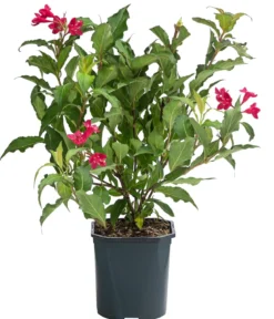 Weigelie 'Red Prince'