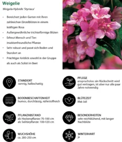 Weigelie 'Styriaca'