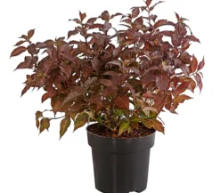 Weigelie 'Victoria'