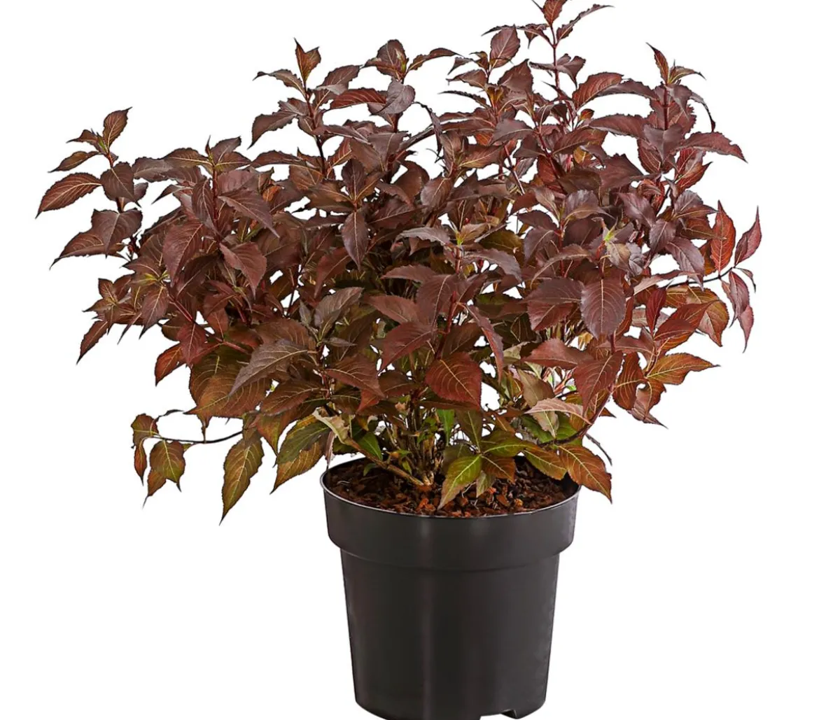Weigelie 'Victoria'