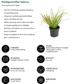 Weißgestreifter Kalmus 'Ogon'