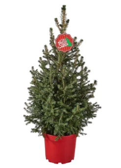 Weihnachtsbaum - Zwerg-Fichte 'Little Santa®'