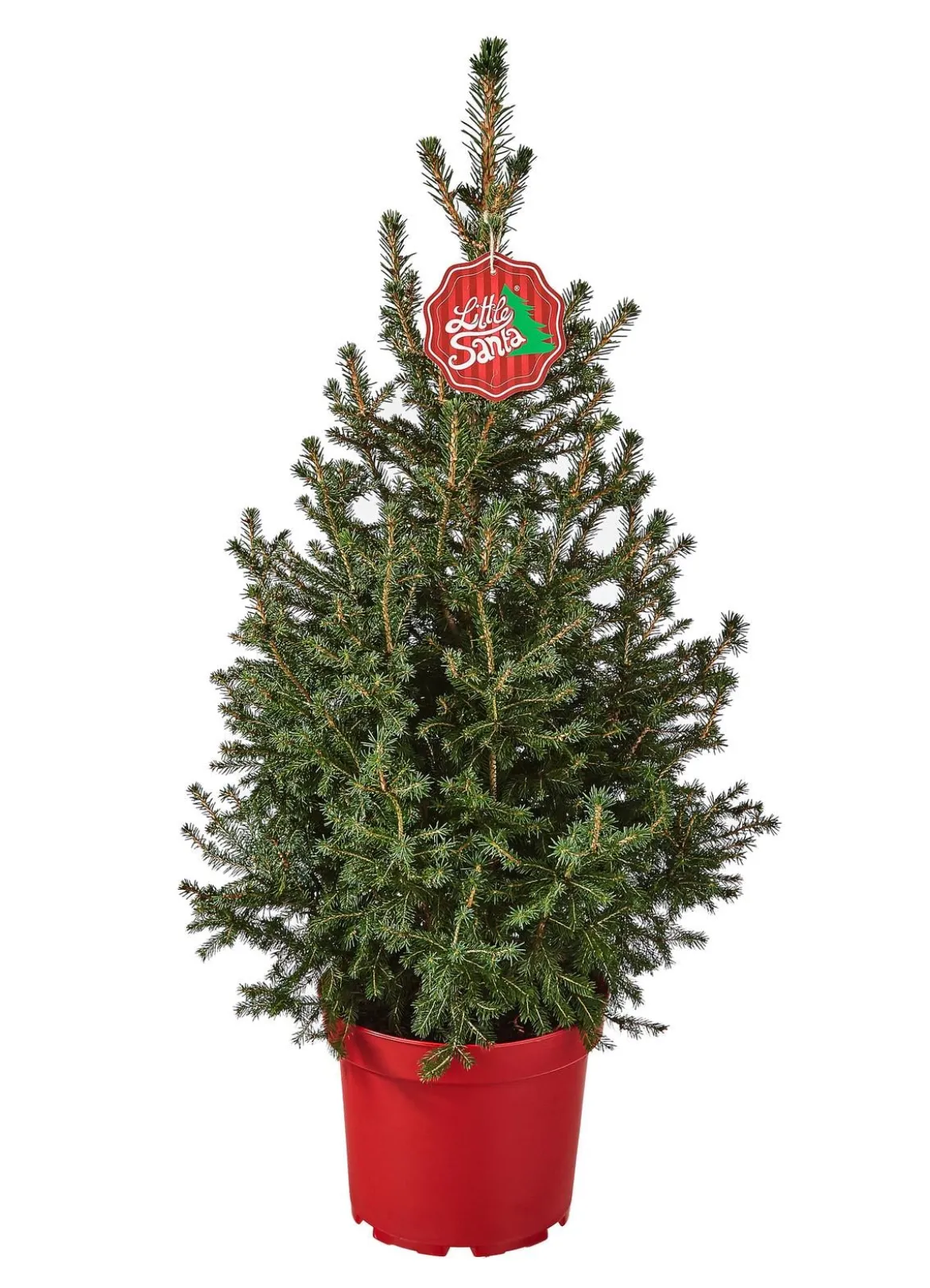 Weihnachtsbaum - Zwerg-Fichte 'Little Santa®'