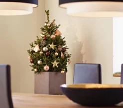 Weihnachtsbaum - Zwerg-Fichte 'Little Santa®'