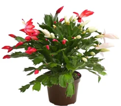 Weihnachtskaktus-Duo - Schlumbergera x buckleyi