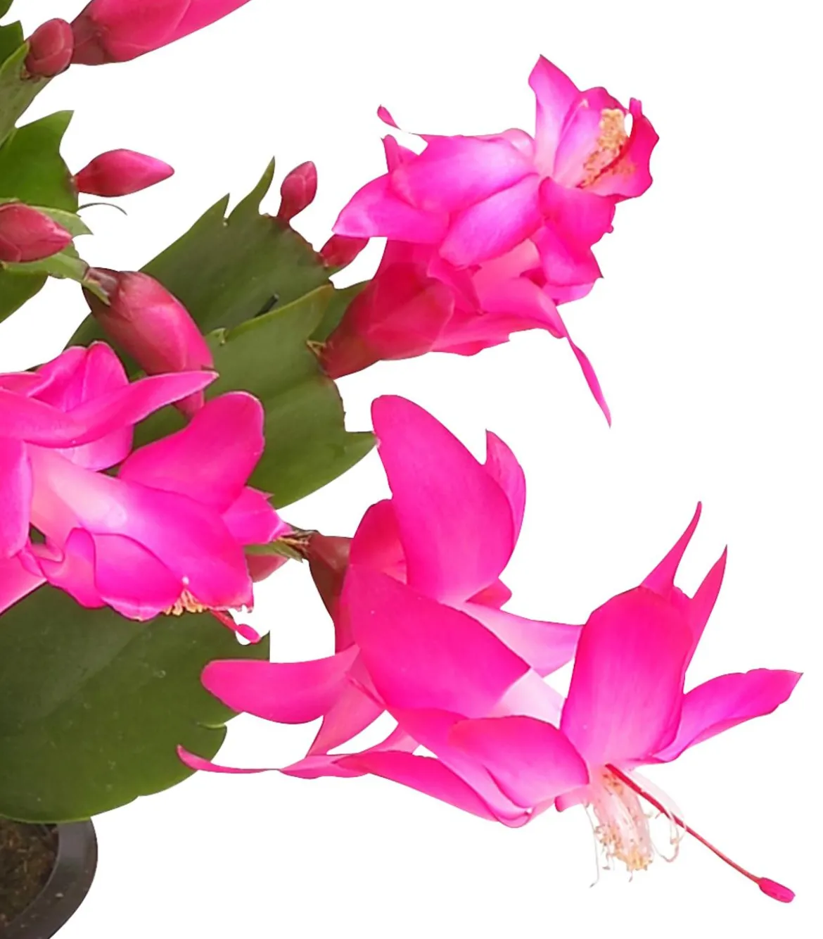 Weihnachtskaktus - Schlumbergera x buckleyi, verschiedene Farben