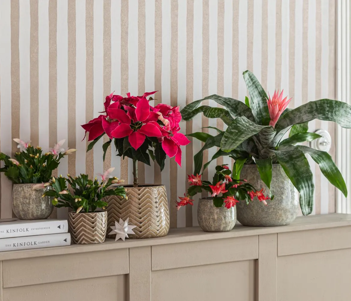 Weihnachtskaktus - Schlumbergera x buckleyi, verschiedene Farben