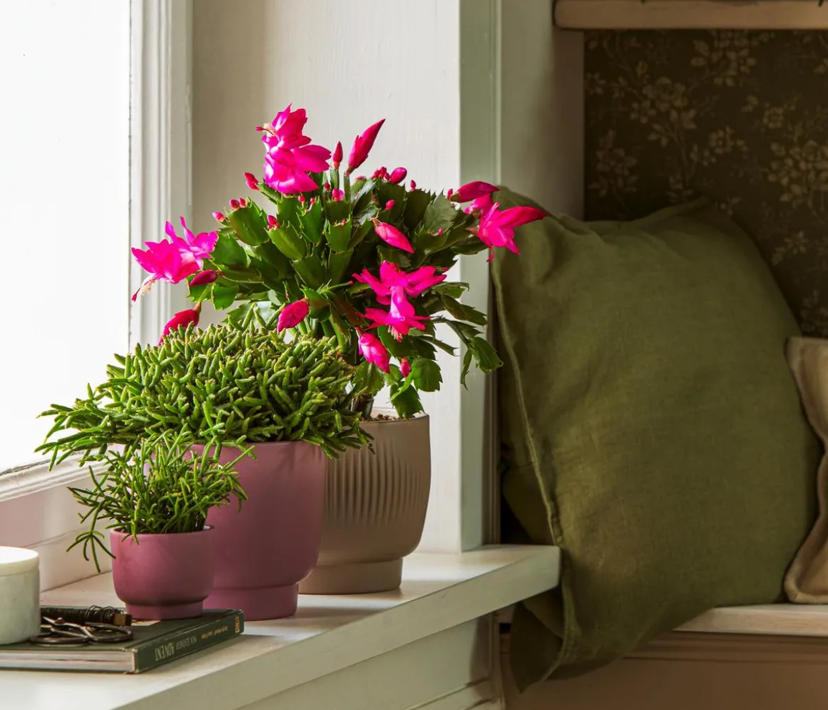 Weihnachtskaktus - Schlumbergera x buckleyi, verschiedene Farben