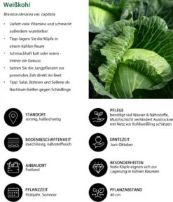 Weißkohl, 6er Schale