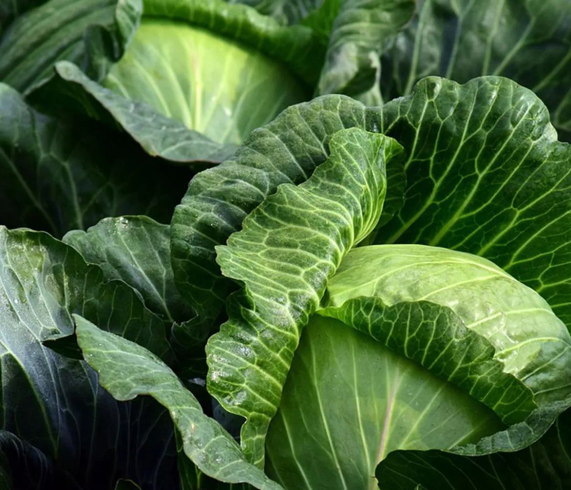 Weißkohl, 6er Schale