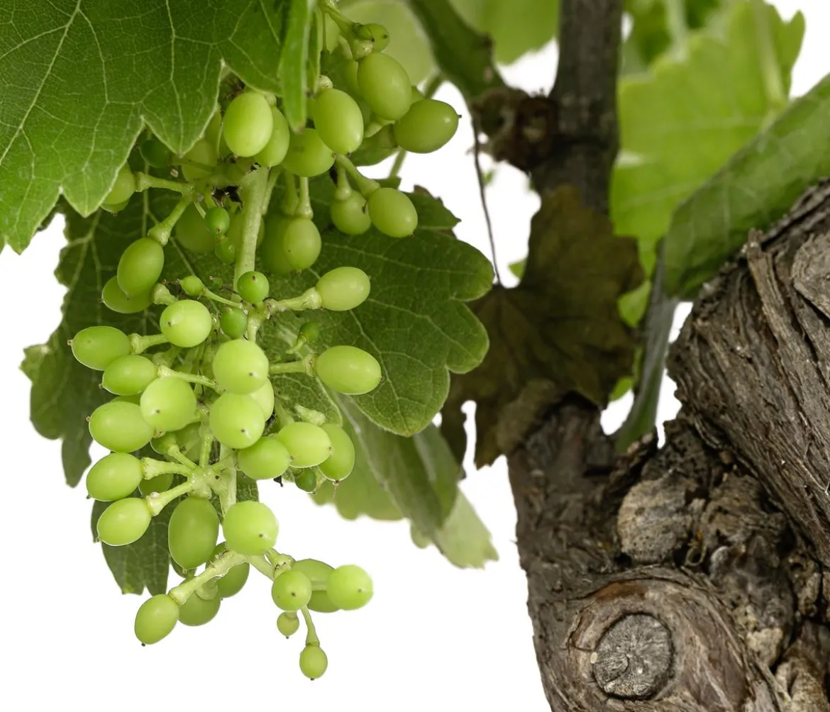 Weinrebenstamm