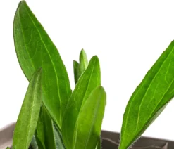 Wiesenarnika
