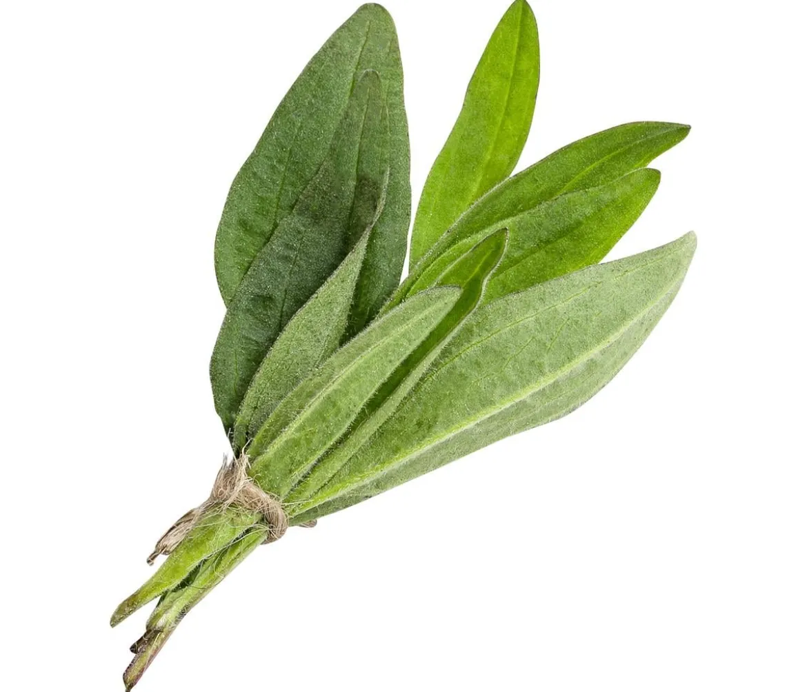 Wiesenarnika