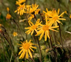 Wiesenarnika