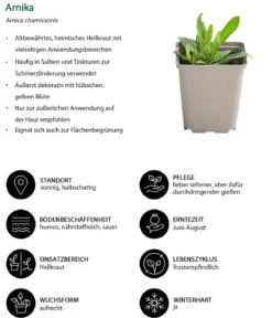 Wiesenarnika