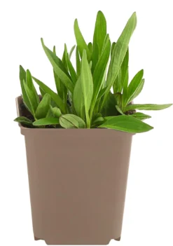 Wiesenarnika