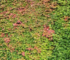 Wilder Wein 'Veitchii' - Dreispitz-Jungfernrebe