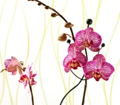 Windhager Metall-Orchideenstütze, Wellenform, grün, 55 cm