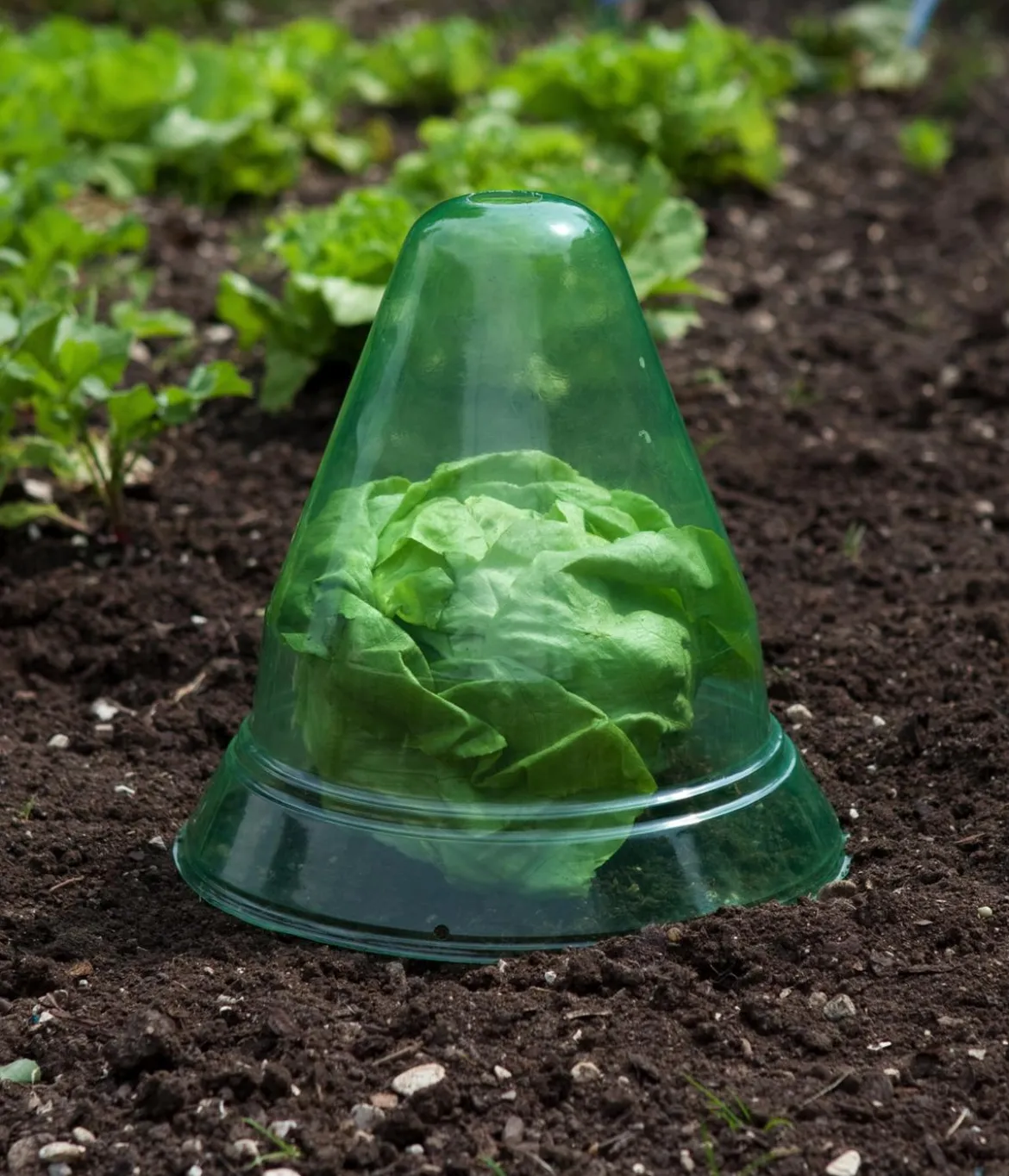 Windhager Pflanzenhut, Ø24 cm, 10 Stk.