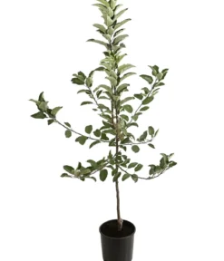Winterapfel 'Ecolette' (S)