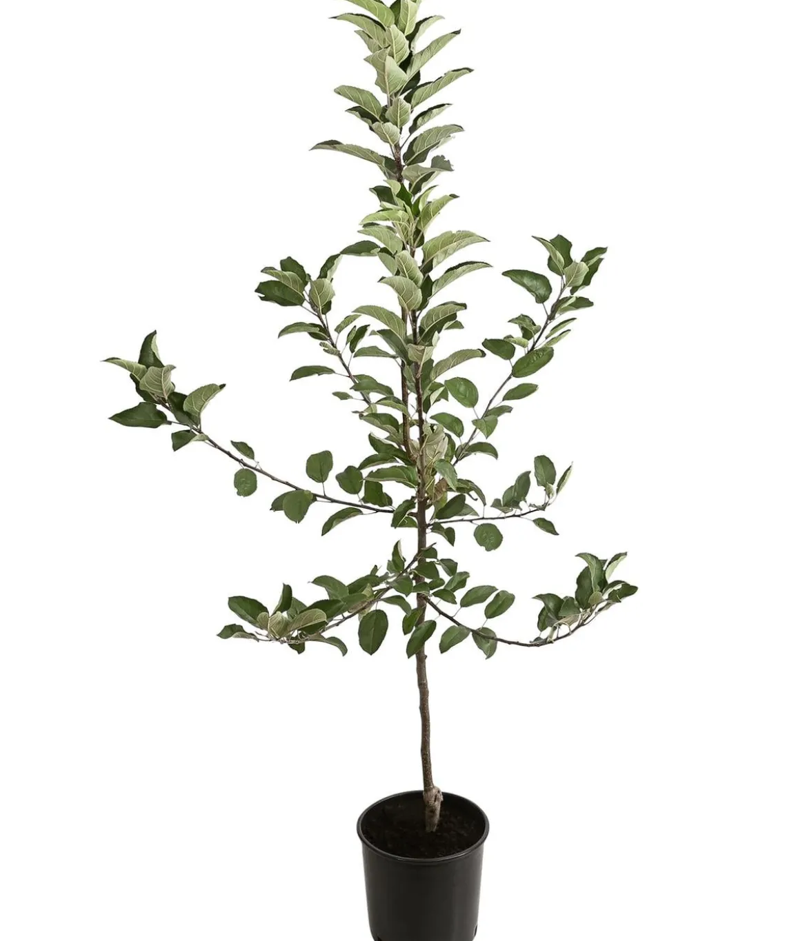 Winterapfel 'Ecolette' (S)