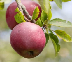 Winterapfel 'Florina'