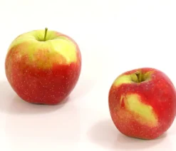 Winterapfel 'Florina'