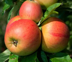 Winterapfel 'Goldparmäne'