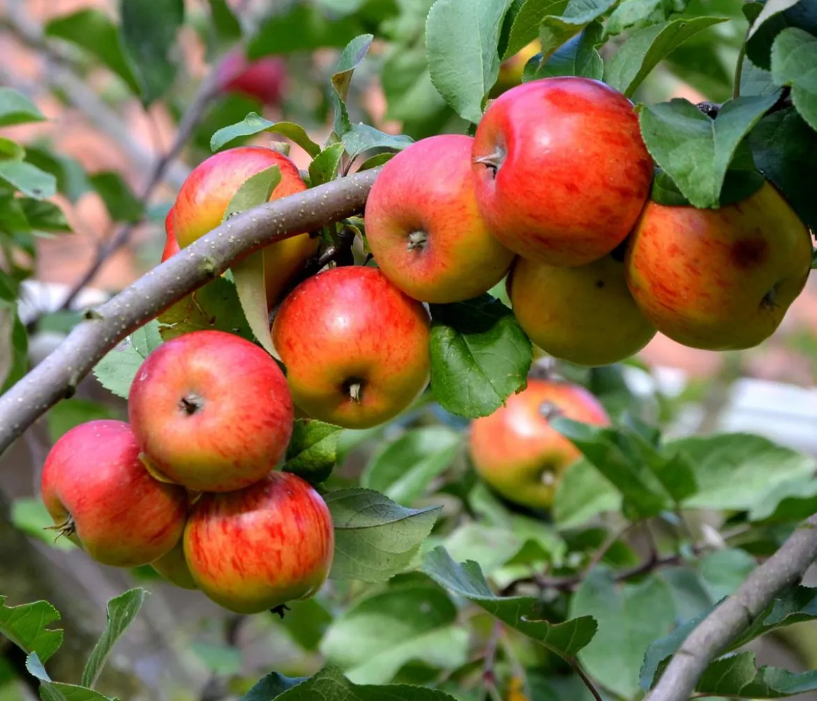 Winterapfel 'Goldparmäne'