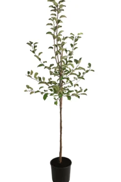 Winterapfel 'Jonagold'