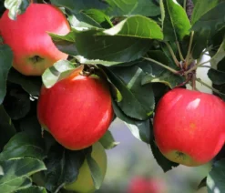 Winterapfel 'Pinova'