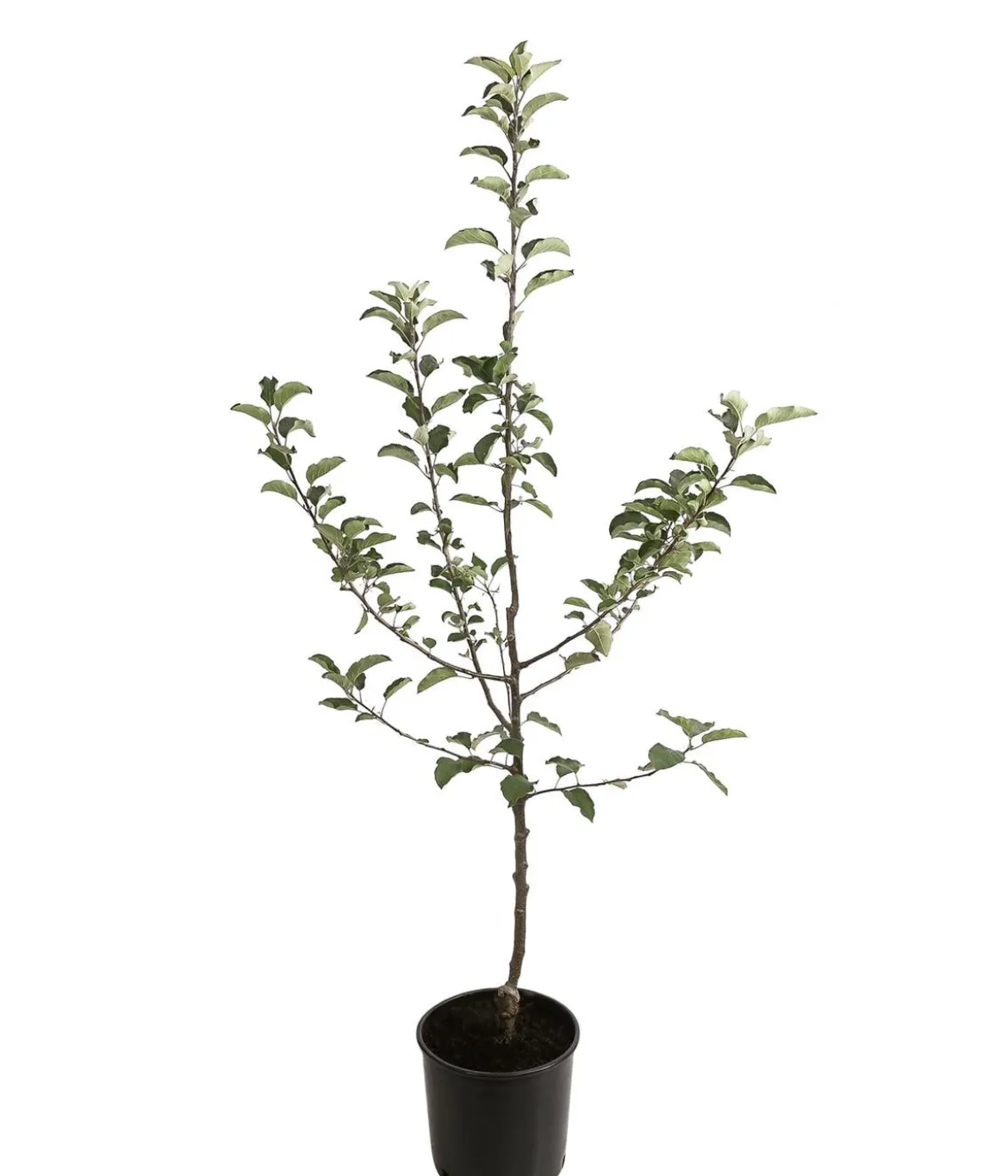 Winterapfel 'Sirius' (S)