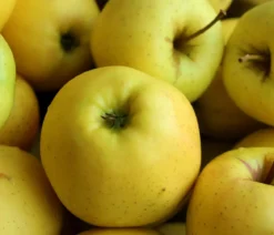 Winterapfel 'Sirius' (S)