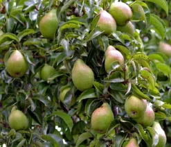 Winterbirne 'Alexander Lucas'