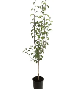 Winterbirne 'Uta'