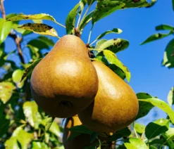 Winterbirne 'Uta'