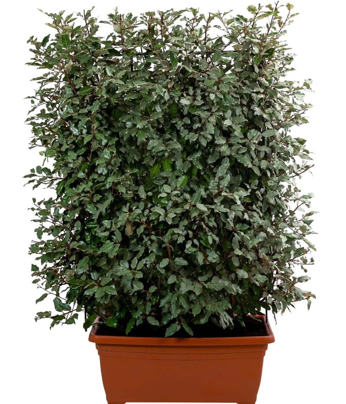 Wintergrüne Ölweide 'Compacta', ca. 140-160 cm