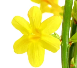 Winter-Jasmin