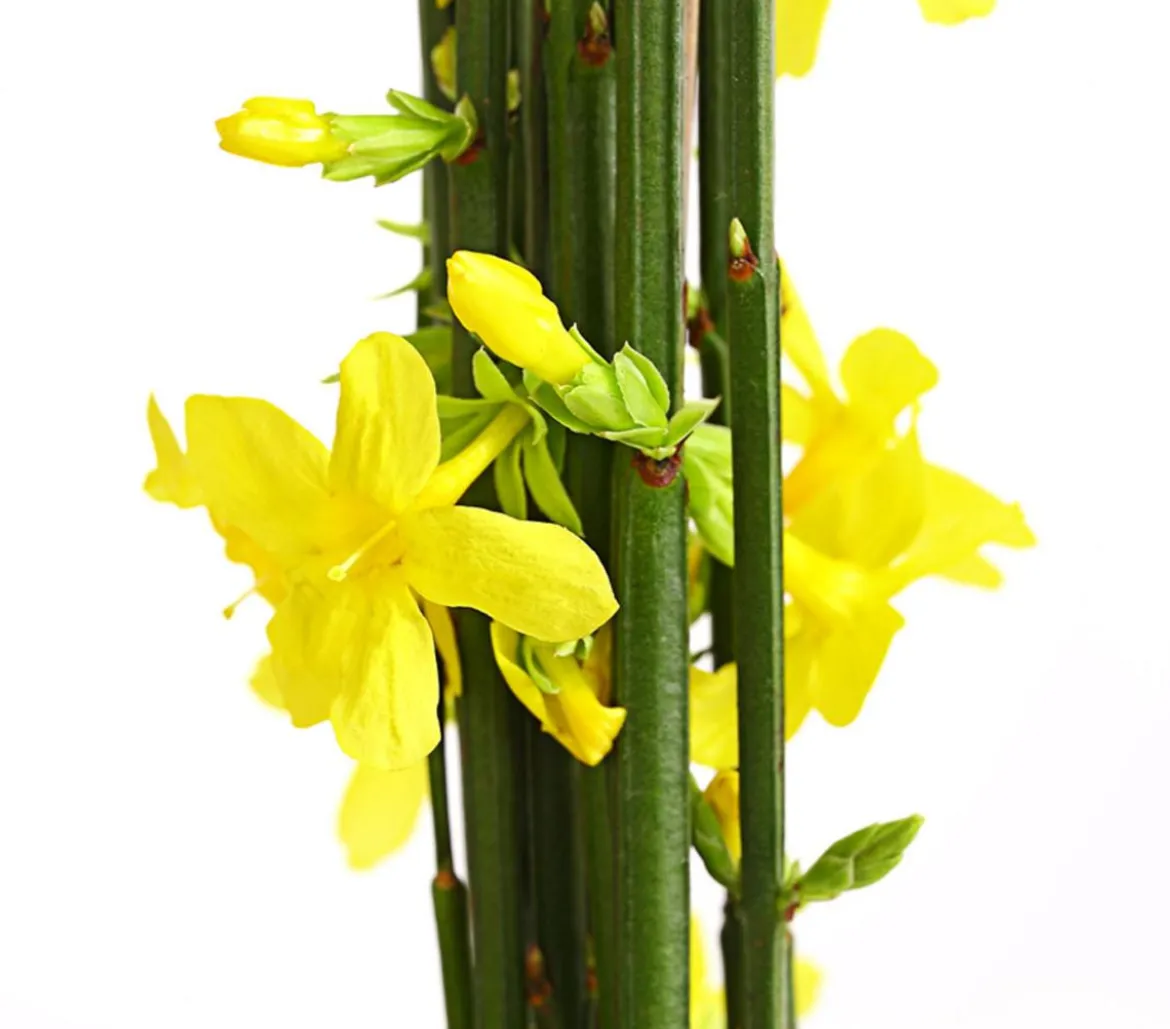 Winter-Jasmin