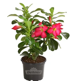 Wüstenrose