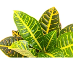 Wunderstrauch - Codiaeum variegatum 'Petra'