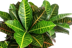Wunderstrauch - Codiaeum variegatum 'Petra', Hydrokultur