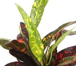 Wunderstrauch - Codiaeum variegatum, verschiedene Sorten